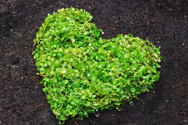 green heart