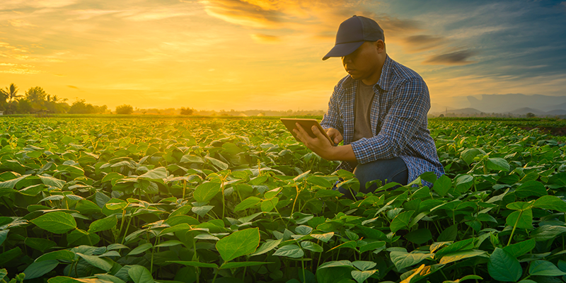 A farmer sitting in his field using a tablet to analyze their crop.