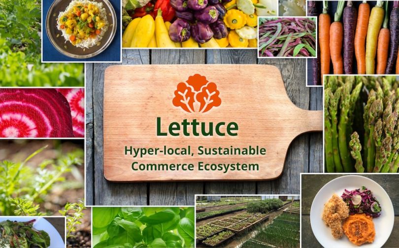 lettuce