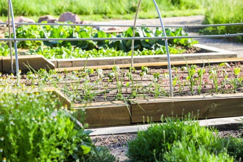 lettuce austin urban farming