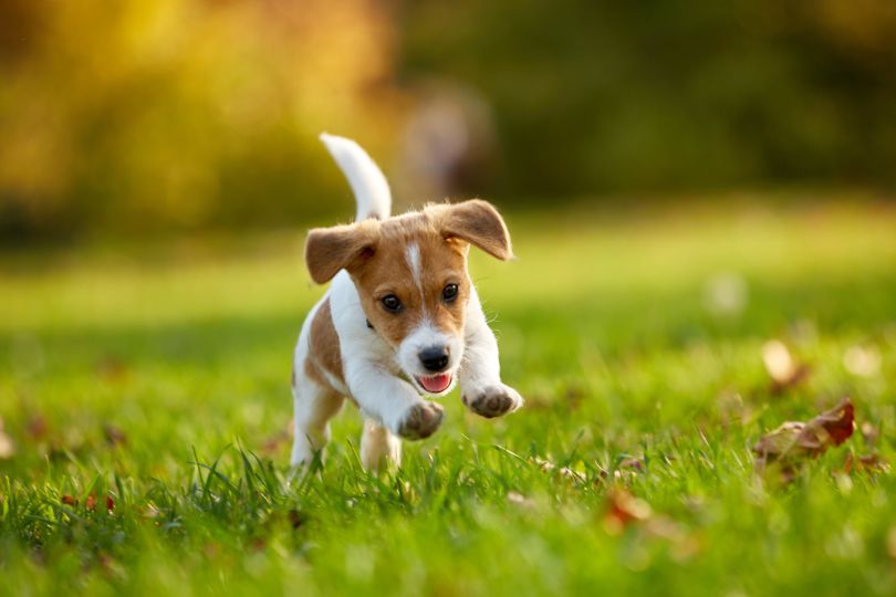 puppy