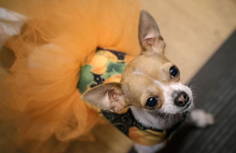 realself office chihuahua seattle tech