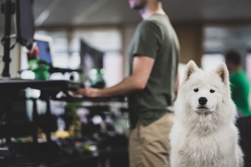 rover office dog coconut