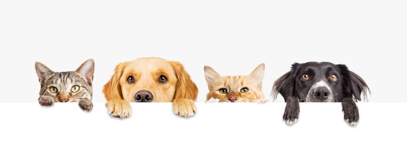 Boston-based Chewy is hiring as many as 100 people