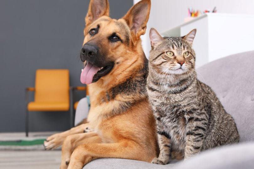 NY-based Pawlicy Advisor Raises $1 Million