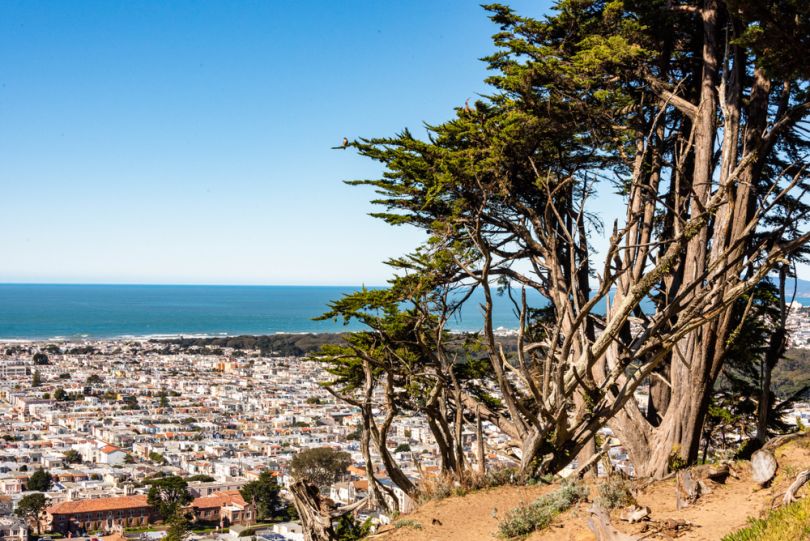 A view of the sunset district in San Francisco, tall trees line the foreground with an array of buildings in the back.