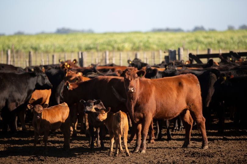 The meat industry is responsible for more greenhouse gas emissions than the automobile industry, according to Rachel Konrad.