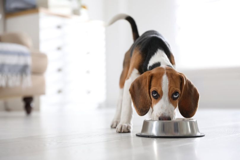 A dog chows down on food.&nbsp;