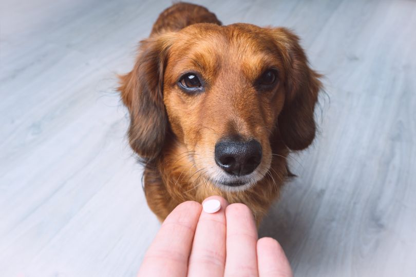 Pet owner gives their dog its medicine.
