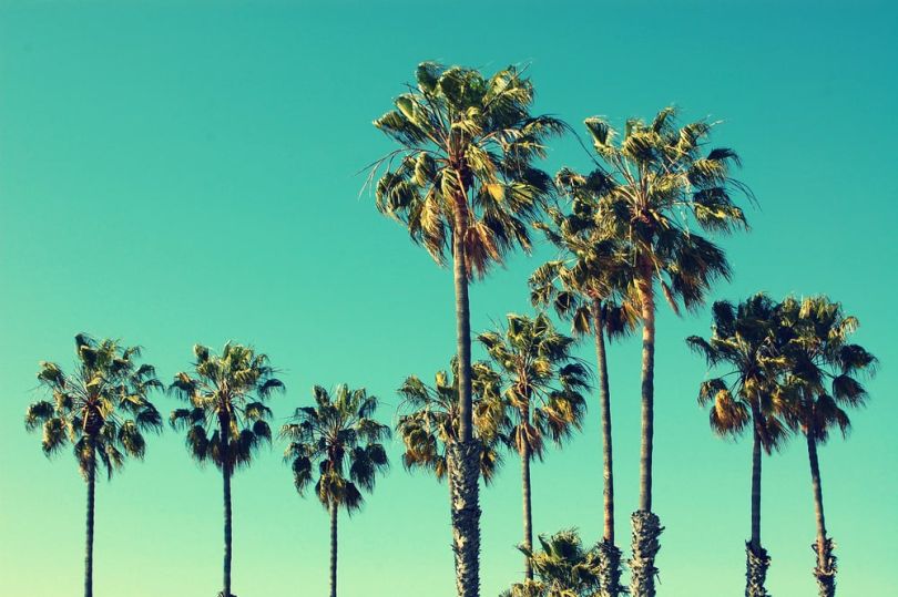 palm trees