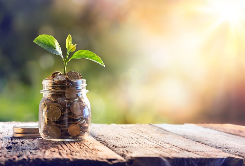 A money plant is pictured.
