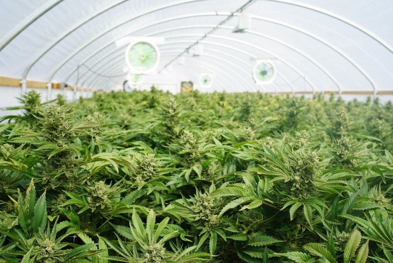 marijuana