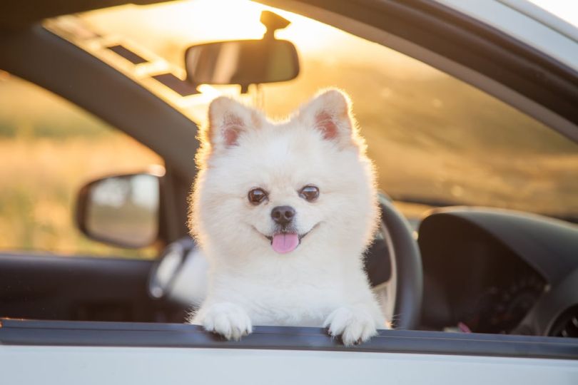 Uber Pet launching in Denver