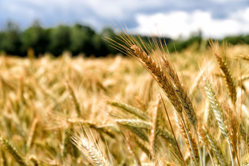 A field of grain crops is pictured.