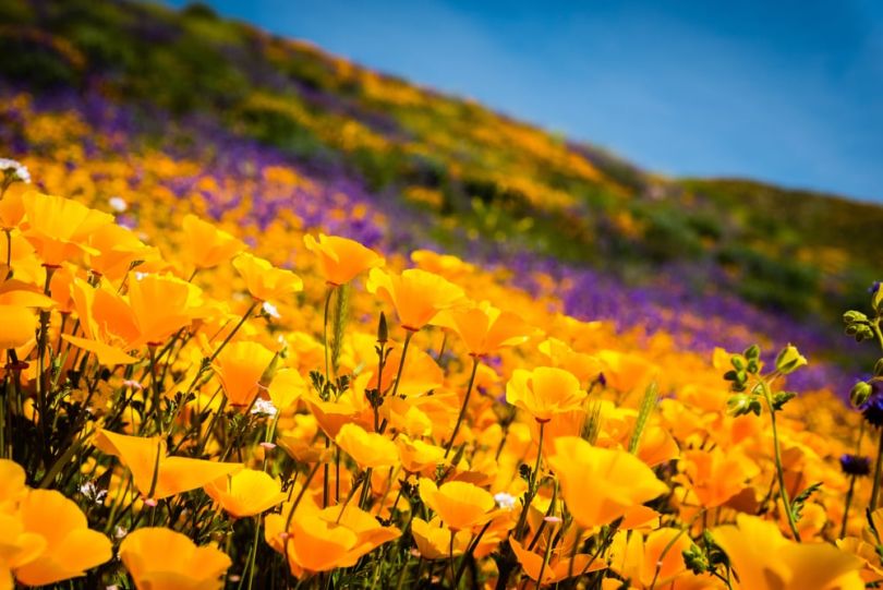 california super bloom