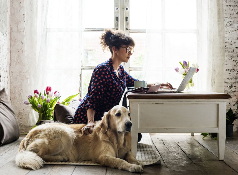 pet friendly offices