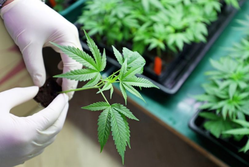 soro software cannabis b2b business seattle