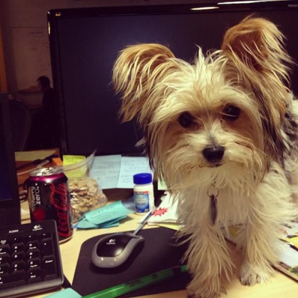 Squarefoot dog