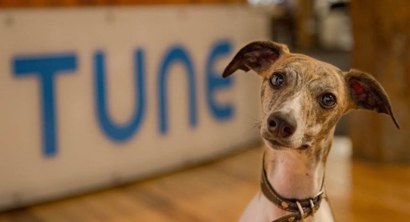 tune office dog seattle tech