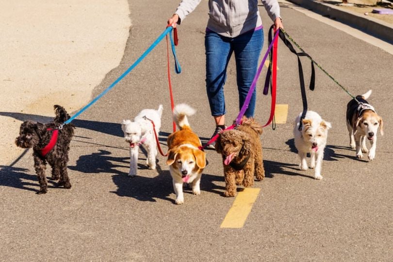 Wag! plants its paws on Phoenix