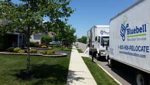 Bluebell Relocation Services