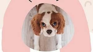 Pet Advices