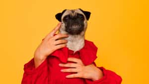 MeanPug Digital