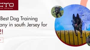 CTO Dog Training