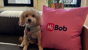 HiBob