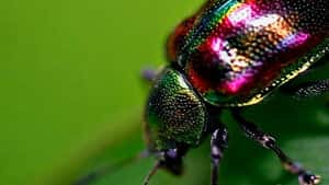 BugFeedr