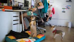 DogVacay