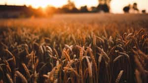 FarmLead
