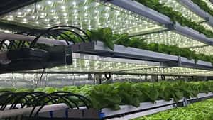 Local Roots Farms