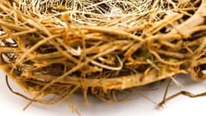 BIRDS ON A CABLE, LLC