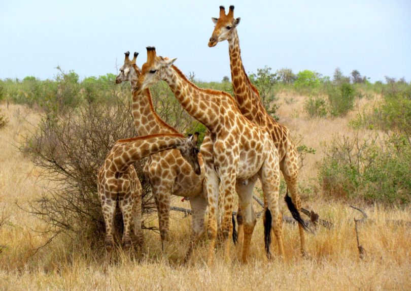 The Dodo expands to kidfriendly animal content with new vertical Dodo Kids Built In